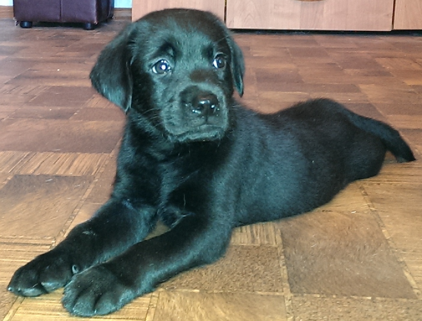 Лабрадор щенок черный 1 месяц